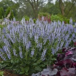 Color Spires® 'Crystal Blue' Salvia -Perennials Store salvia crystal blue 2 sw