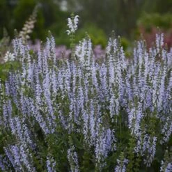 Color Spires® 'Crystal Blue' Salvia -Perennials Store salvia crystal blue 3 sw