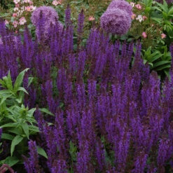 Bee Dazzled Pollinator Collection -Perennials Store salvia may night 2 2e14355a 8c87 4c1a b2c4 614102b011f3