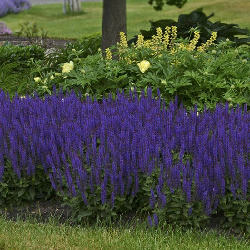 Color Spires® 'Violet Riot' Salvia 5 Color Spires® 'Violet Riot' Salvia - Image 3