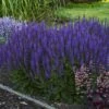 Color Spires® 'Violet Riot' Salvia -Perennials Store salvia violet riot 2 sw