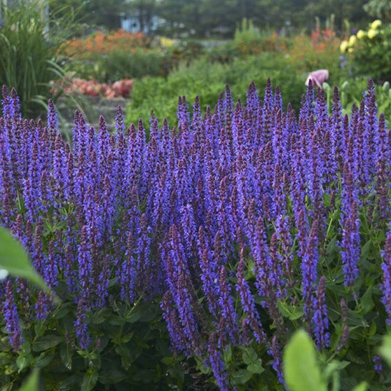 Color Spires® 'Violet Riot' Salvia 4 Color Spires® 'Violet Riot' Salvia - Image 2