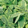 Golden Variegated Sage 2 Golden Variegated Sage -Perennials Store salvia yellow variegated 1 sw