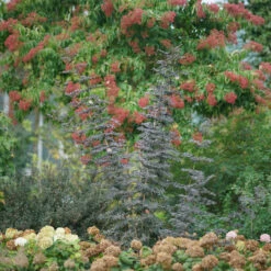 Laced Up® Elderberry 10 Laced Up® Elderberry -Perennials Store sambucus laced up 3