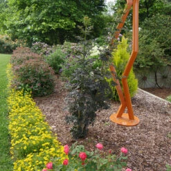 Laced Up® Elderberry 11 Laced Up® Elderberry -Perennials Store sambucus laced up 4