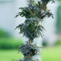 Laced Up® Elderberry 12 Laced Up® Elderberry -Perennials Store sambucus laced up 5