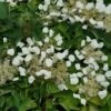 Flirty Girl™ False Hydrangea Vine -Perennials Store schizophragma flirty girl 3 sw