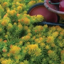 Perennials Store -Perennials Store sedum angelina 1 5247b8ad 5792 4f1a af5a 22e343117971 sw