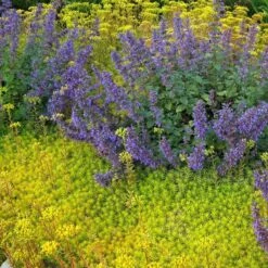 'Angelina' Stonecrop -Perennials Store sedum angelina 3 290d8295 fbb3 4230 95cf 735b1b3781b7 sw