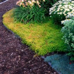 'Angelina' Stonecrop -Perennials Store sedum angelina 4 c1960bac f9a2 498d b839 bdc91bfcdf90 sw