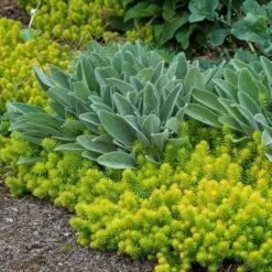 'Angelina' Stonecrop -Perennials Store sedum angelina 6 bd4c972d 7594 4131 aed1 4806fee7312b sw