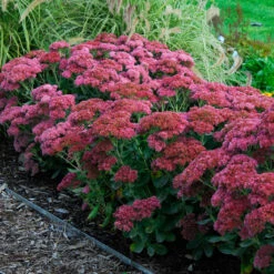 Butterfly Garden Collection -Perennials Store sedum autumn joy 3