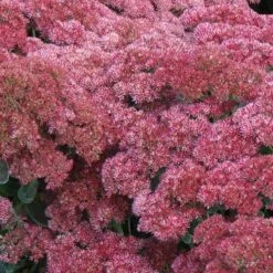 'Autumn Joy' Stonecrop -Perennials Store sedum autumn joy 5 897b38ab 3ac0 4b4c 9b48 20f691cba69b sw