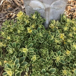 Rock 'N Low® 'Boogie Woogie' Stonecrop -Perennials Store sedum boogie woogie 2