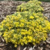 Rock 'N Low® 'Boogie Woogie' Stonecrop -Perennials Store sedum boogie woogie 3