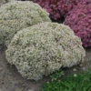 Rock 'N Round 'Bundle Of Joy' Stonecrop -Perennials Store sedum bundle of joy 2