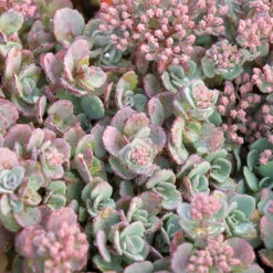 Succulent Ground Cover Collection -Perennials Store sedum cauticola lidakense 1 63b063a7 3f2a 492e bc5c d5b12f64e4e7