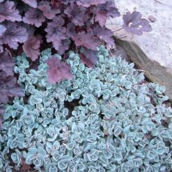 'Lidakense' Stonecrop -Perennials Store sedum cauticola lidakense 3 sw