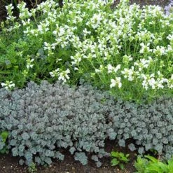 'Lidakense' Stonecrop -Perennials Store sedum cauticola lidakense 4 sw