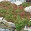 'Coral Carpet' Stonecrop -Perennials Store sedum coral carpet 1 sw