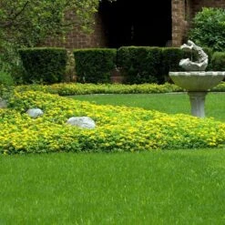 Japanese Stonecrop (Sedum Ellacombianum) 12 Japanese Stonecrop (Sedum Ellacombianum) -Perennials Store sedum ellacombianum 5 sw