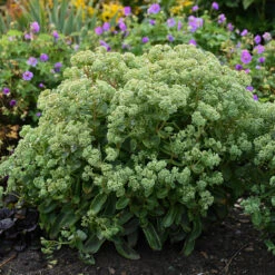 Rock 'N Grow® 'Lemonjade' Stonecrop -Perennials Store sedum lemon jade 3