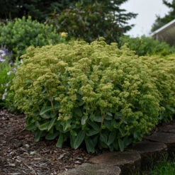 Rock 'N Grow® 'Lemonjade' Stonecrop -Perennials Store sedum lemon jade 4