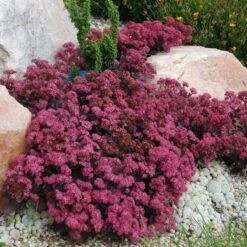 Sunsparkler® 'Plum Dazzled' Stonecrop -Perennials Store sedum plum dazzled 1