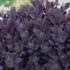 Sunsparkler® 'Plum Dazzled' Stonecrop -Perennials Store sedum plum dazzled 2