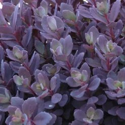 Sunsparkler® 'Plum Dazzled' Stonecrop -Perennials Store sedum plum dazzled 3