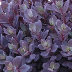 Succulent Ground Cover Collection -Perennials Store sedum plum dazzled 3 410c15ec d900 499d b6a2 76de782414ab