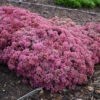 Rock 'N Round™ 'Popstar' Stonecrop -Perennials Store sedum pop star 1