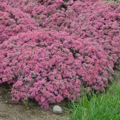 Rock 'N Round™ 'Popstar' Stonecrop 10 Rock 'N Round™ 'Popstar' Stonecrop -Perennials Store sedum pop star 4