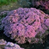 Rock 'N Round 'Pride And Joy' Stonecrop -Perennials Store sedum pride joy 1