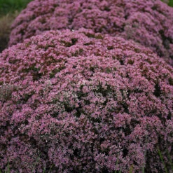 Rock 'N Round 'Pride And Joy' Stonecrop -Perennials Store sedum pride joy 3