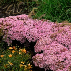 Rock 'N Round™ 'Pure Joy' Stonecrop -Perennials Store sedum pure joy 1