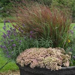 Rock 'N Round™ 'Pure Joy' Stonecrop -Perennials Store sedum pure joy 3