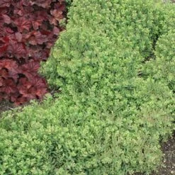 Rock 'N Round™ 'Pure Joy' Stonecrop -Perennials Store sedum pure joy 5