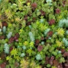 SedumSod® -Perennials Store sedum sod 1