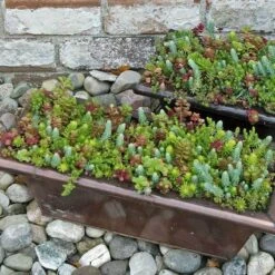 SedumSod® -Perennials Store sedum sod 12
