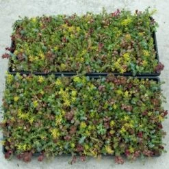 SedumSod® -Perennials Store sedum sod 3
