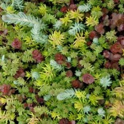 SedumSod® -Perennials Store sedum sod 5