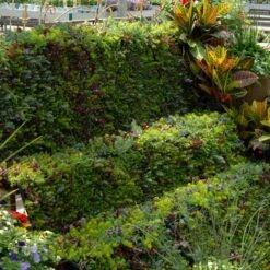 SedumSod® -Perennials Store sedum sod 6