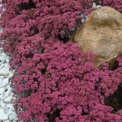 Sunsparkler® 'Dazzleberry' Stonecrop