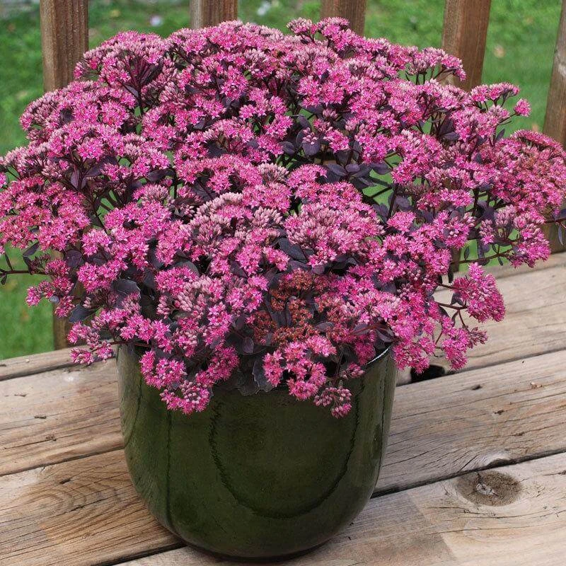 Sunsparkler® 'Dazzleberry' Stonecrop 4 Sunsparkler® 'Dazzleberry' Stonecrop - Image 2