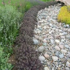 Sunsparkler® 'Dazzleberry' Stonecrop 11 Sunsparkler® 'Dazzleberry' Stonecrop -Perennials Store sedum sunsparkler dazzleberry 3 sw