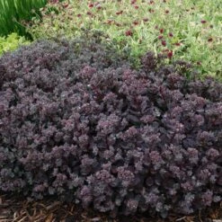 Sunsparkler® 'Dazzleberry' Stonecrop 10 Sunsparkler® 'Dazzleberry' Stonecrop -Perennials Store sedum sunsparkler dazzleberry 4 sw