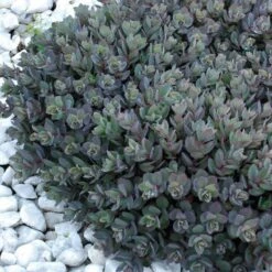 Sunsparkler® 'Dazzleberry' Stonecrop 9 Sunsparkler® 'Dazzleberry' Stonecrop -Perennials Store sedum sunsparkler dazzleberry 7 sw
