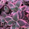 Sunsparkler® 'Dream Dazzler' Stonecrop -Perennials Store sedum sunsparkler dream dazzler 1