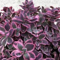 Sunsparkler® 'Dream Dazzler' Stonecrop -Perennials Store sedum sunsparkler dream dazzler 3